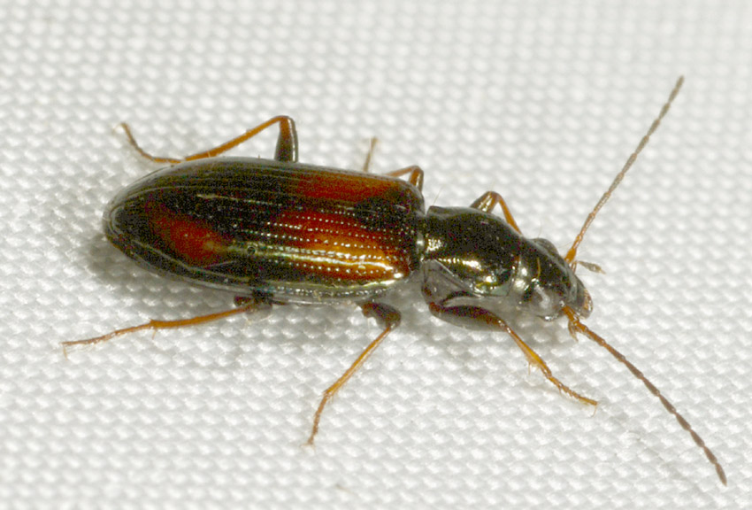 Carabidae:  Ocydromus (Euperyphus) scapularis e Ocydromus (Peryphus) sp.